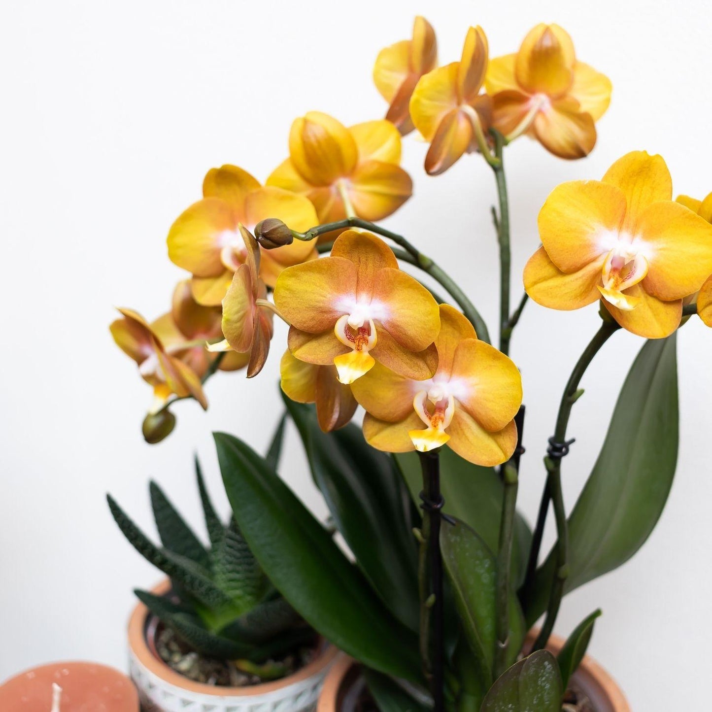 Oranje gouden Phalaenopsis orchidee - Jewel Las Vegas - Ø12cm