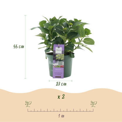 Hydrangea Magical Jewel Blue - Blauw - Hortensia - 2 Planten - ↨55cm - Ø23cm