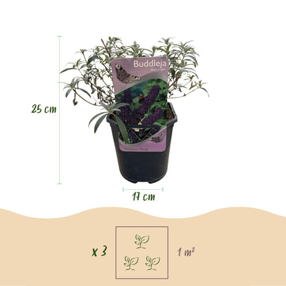 Buddleja davidii Black Night - Vlinderstruik - Bloem Paars - ↨25cm - Ø17cm