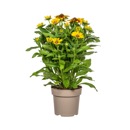 Rudbeckia Summerina - Zonnehoed - ↨45-60cm - Ø19cm
