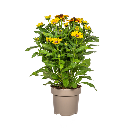 Rudbeckia Summerina - Zonnehoed - ↨45-60cm - Ø19cm