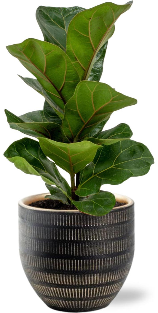 Ficus Lyrata - ↨30cm - Ø12cm - incl. pot Zwart- ↨13cm - Ø14cm