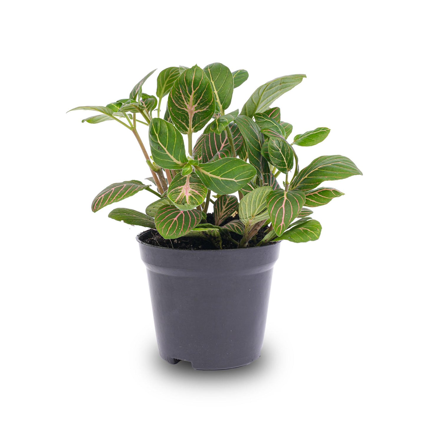 Fittonia Joly Josan - Red and green - Mosaic plant - Ø8cm