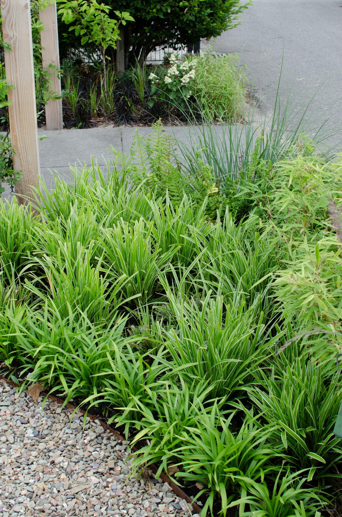 Carex morrowii 'Ice Dance' - ↨30cm - Ø14cm