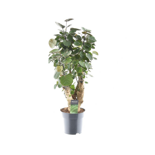 Polyscias Fabian - ↨60cm - Ø17cm