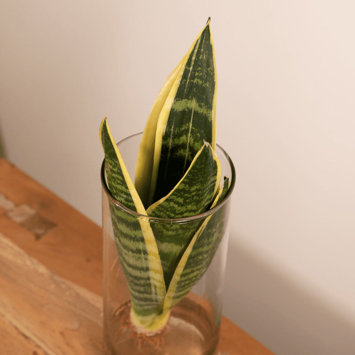 Sanseviera in Cilinder glas - ↨30cm - Ø12cm