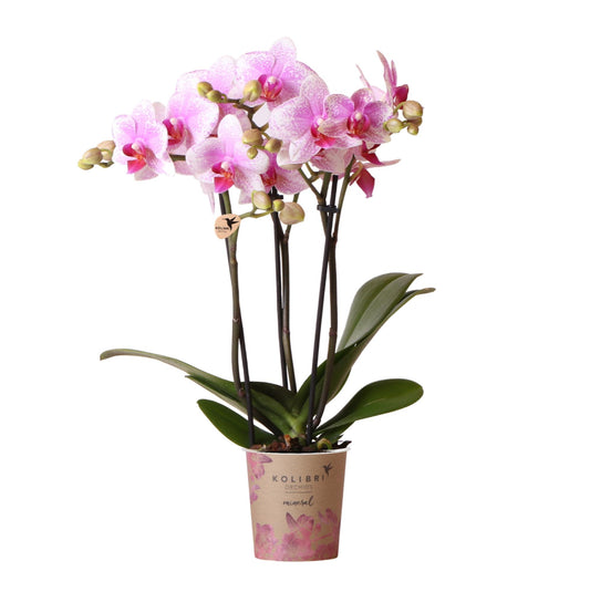 Roze Phalaenopsis orchidee - Mineral Rotterdam - Ø9cm