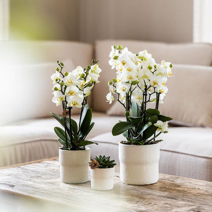 Witte Phalaenopsis orchidee - Lausanne- Ø12cm