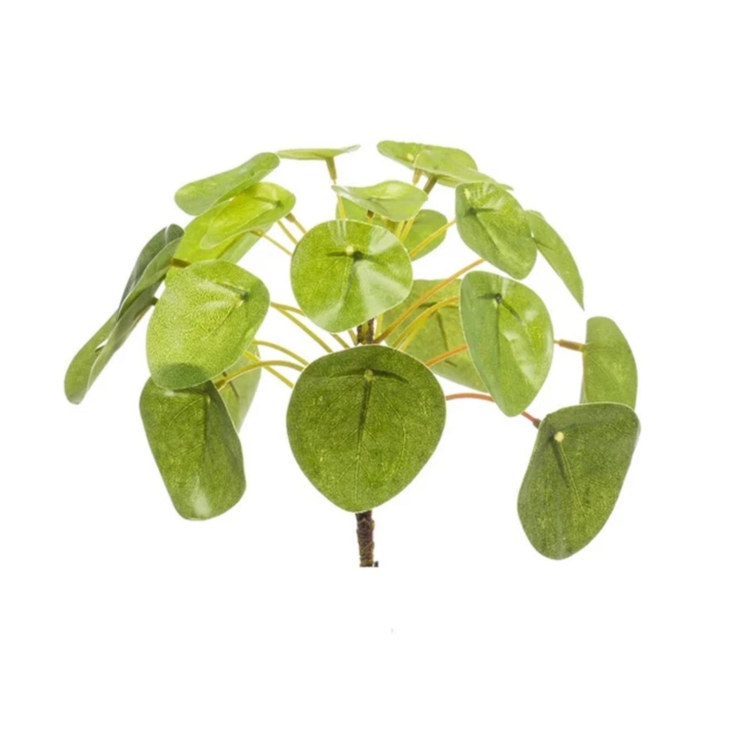 Pilea mini bush - Ø13cm
