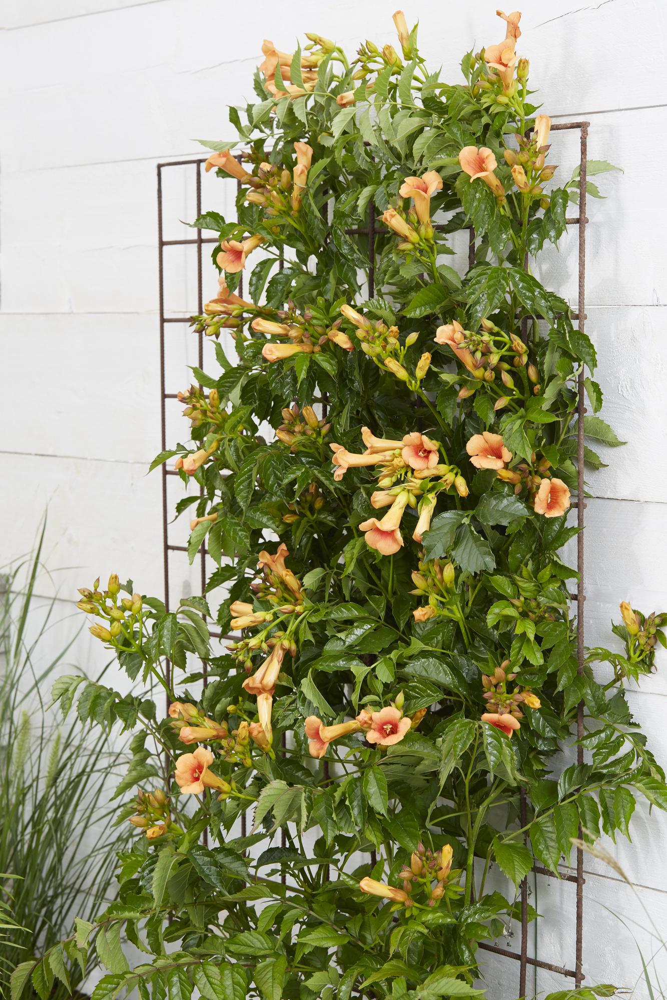 Campsis Indian Summer - Trompetbloem - Oranje - ↨65cm - Ø15cm