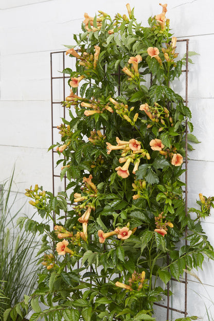 Campsis Indian Summer - Trompetbloem - Oranje - ↨65cm - Ø15cm
