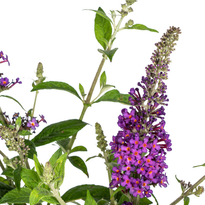 Buddleja Davidii Purple - Vlinderstruik - ↨50-50cm - Ø19cm