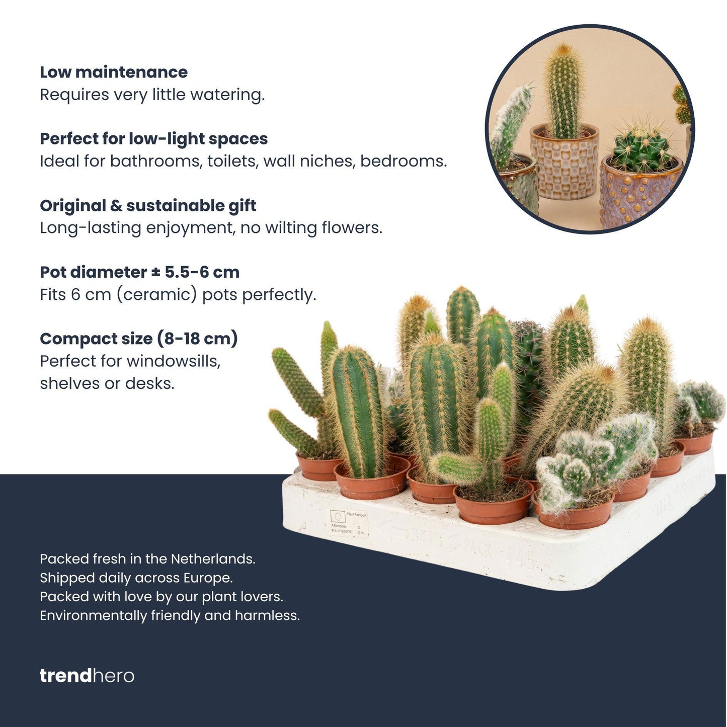 Cactussen set van 3 in rode mini potten - ↨8-12cm - Ø6cm