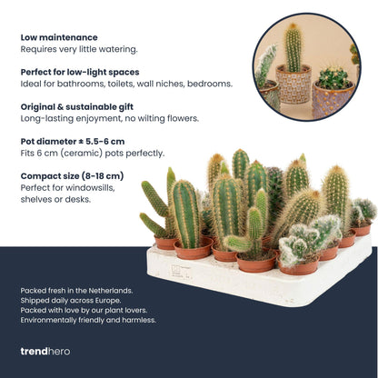 Cactussen set van 3 in rode mini potten - ↨8-12cm - Ø6cm