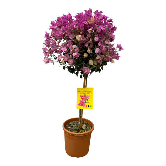 Bougainvillea op stam - ↨100cm - Ø21