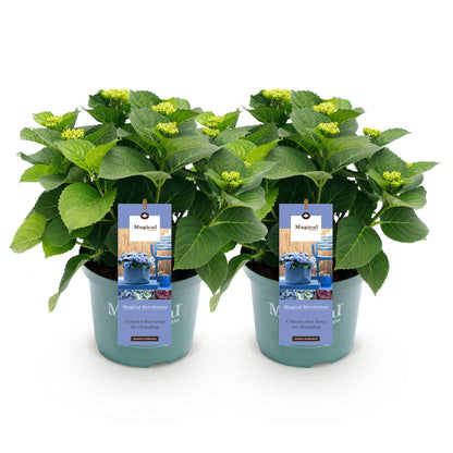 Hydrangea Magical Revolution Blue - Blauw - Hortensia - 2 Planten - ↨55cm - Ø23cm