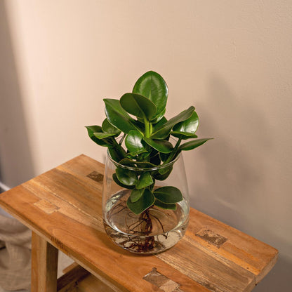 Clusia in Kingston glas - ↨30cm - Ø12cm