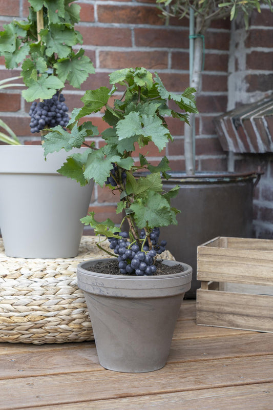 Biologische Blauwe wijndruif - ↨30cm - Ø14cm