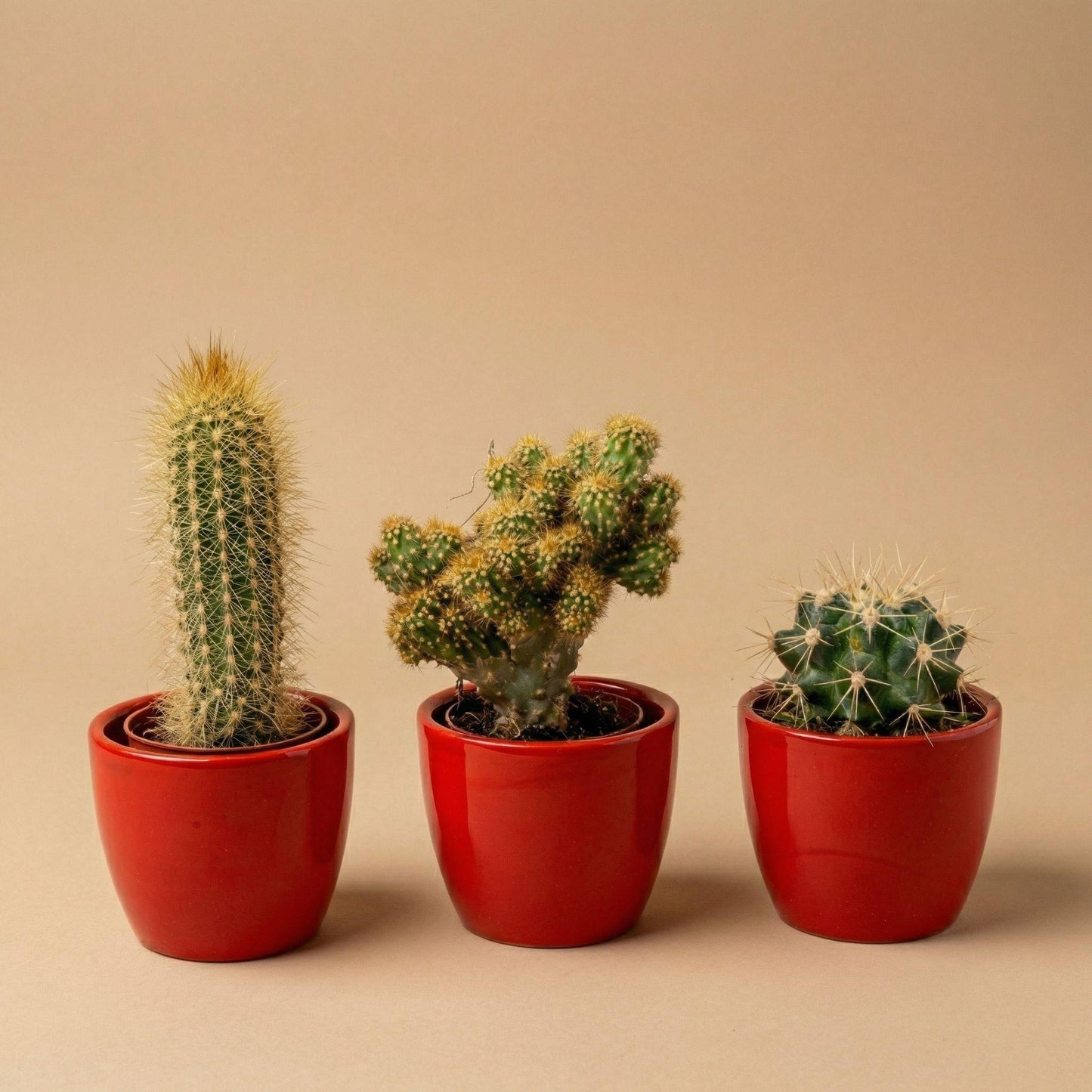 Cactussen set van 3 in rode mini potten - ↨8-12cm - Ø6cm