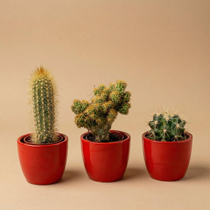 Cactussen set van 3 in rode mini potten - ↨8-12cm - Ø6cm
