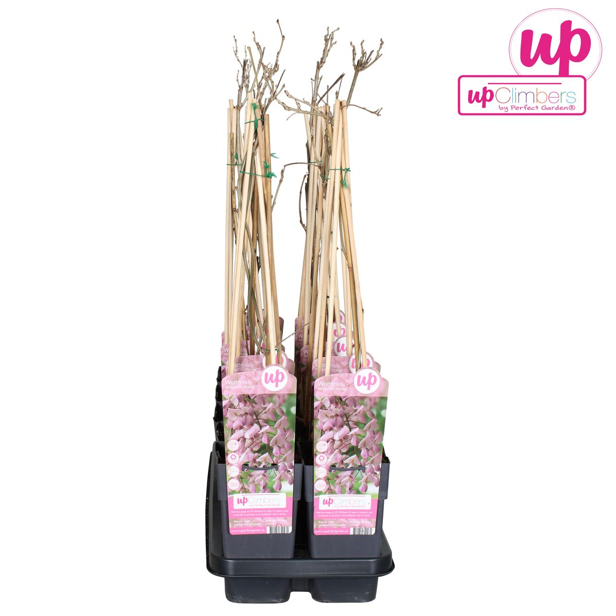 Wisteria floribunda 'Rosea' - Roze regen - ↨65cm - Ø15cm