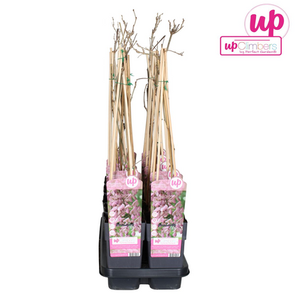 Wisteria floribunda 'Rosea' - Roze regen - ↨65cm - Ø15cm