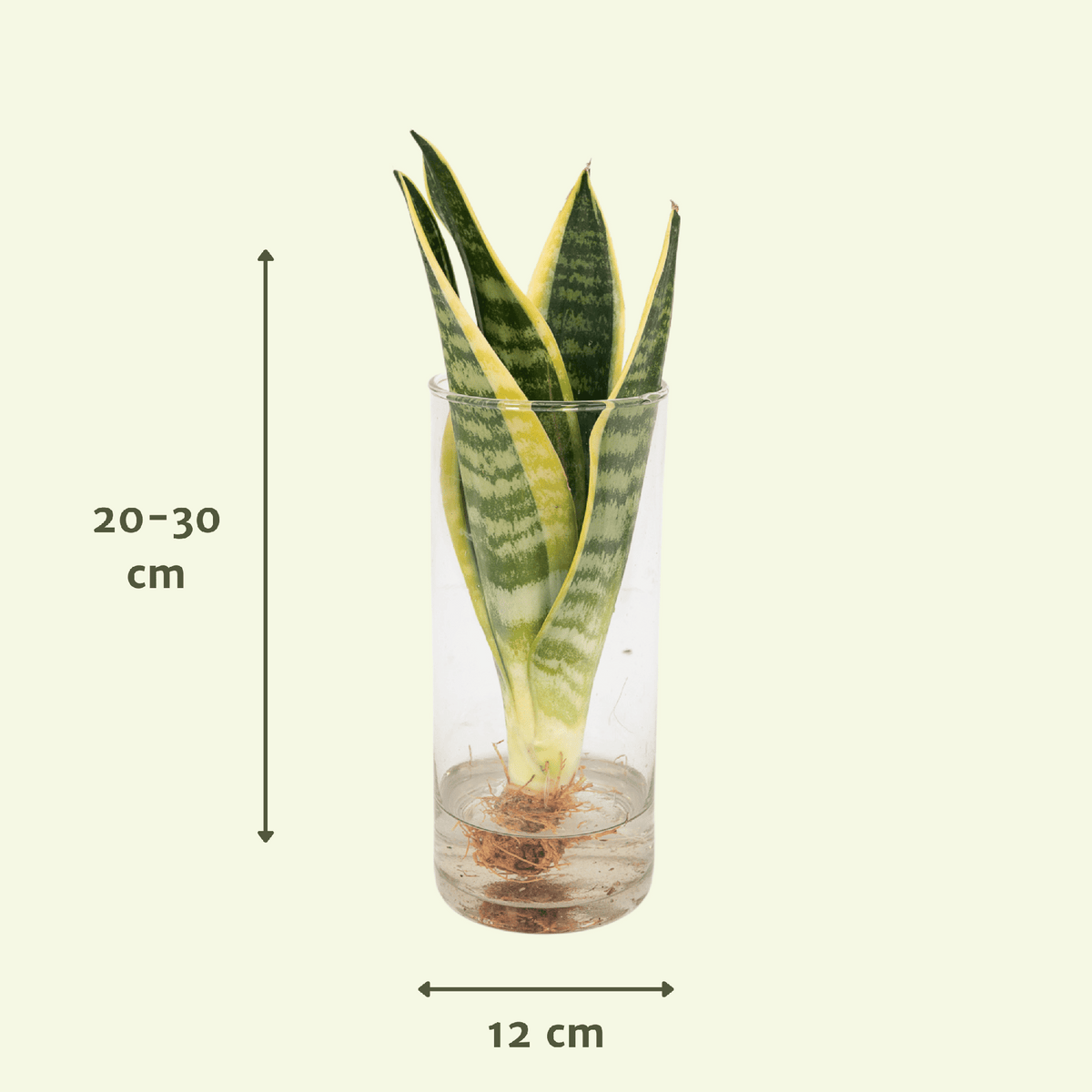 Sanseviera in Cilinder glas - ↨30cm - Ø12cm