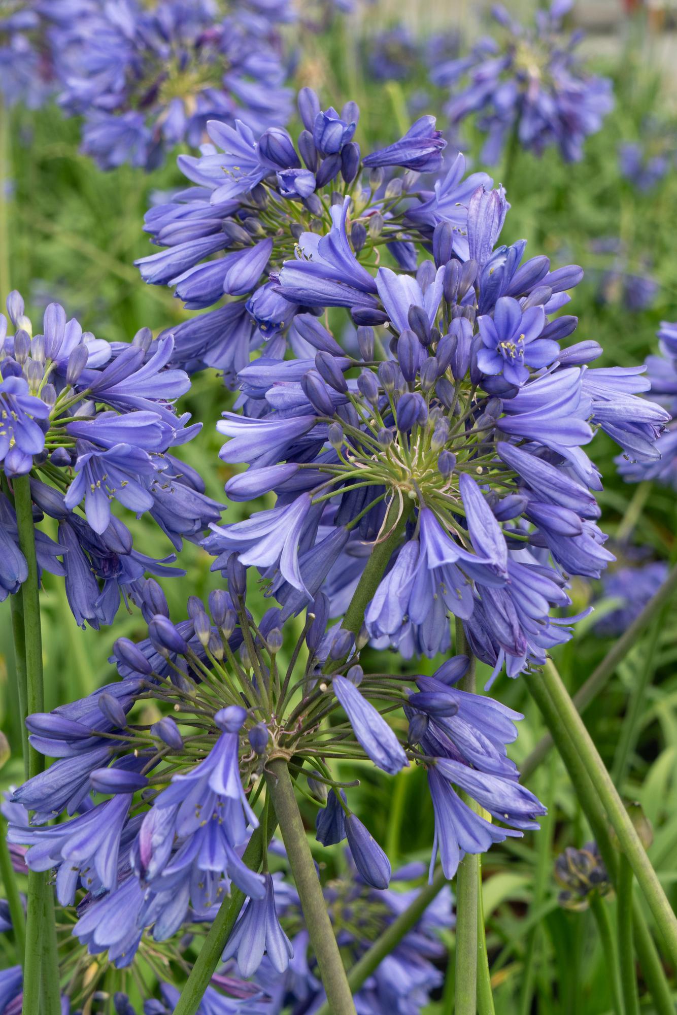 Agapanthus 'Ever Sapphire' - ↨65cm - Ø15cm