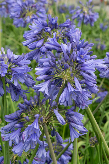 Agapanthus 'Ever Sapphire' - ↨65cm - Ø15cm