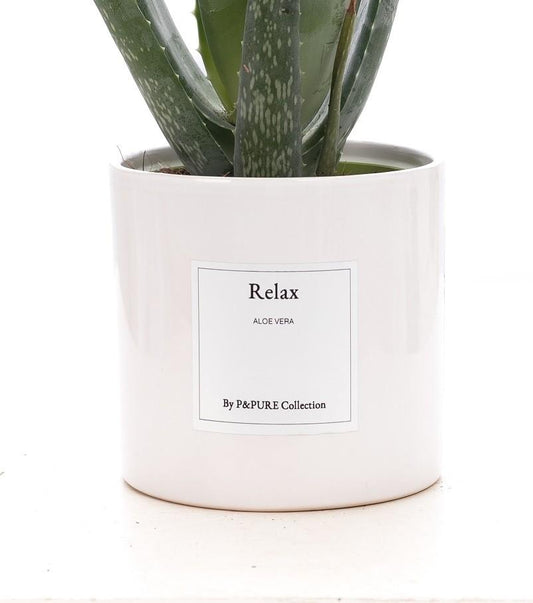 Aloe Vera - Gift "Relax" - met wenskaart - ↨40cm - Ø12cm