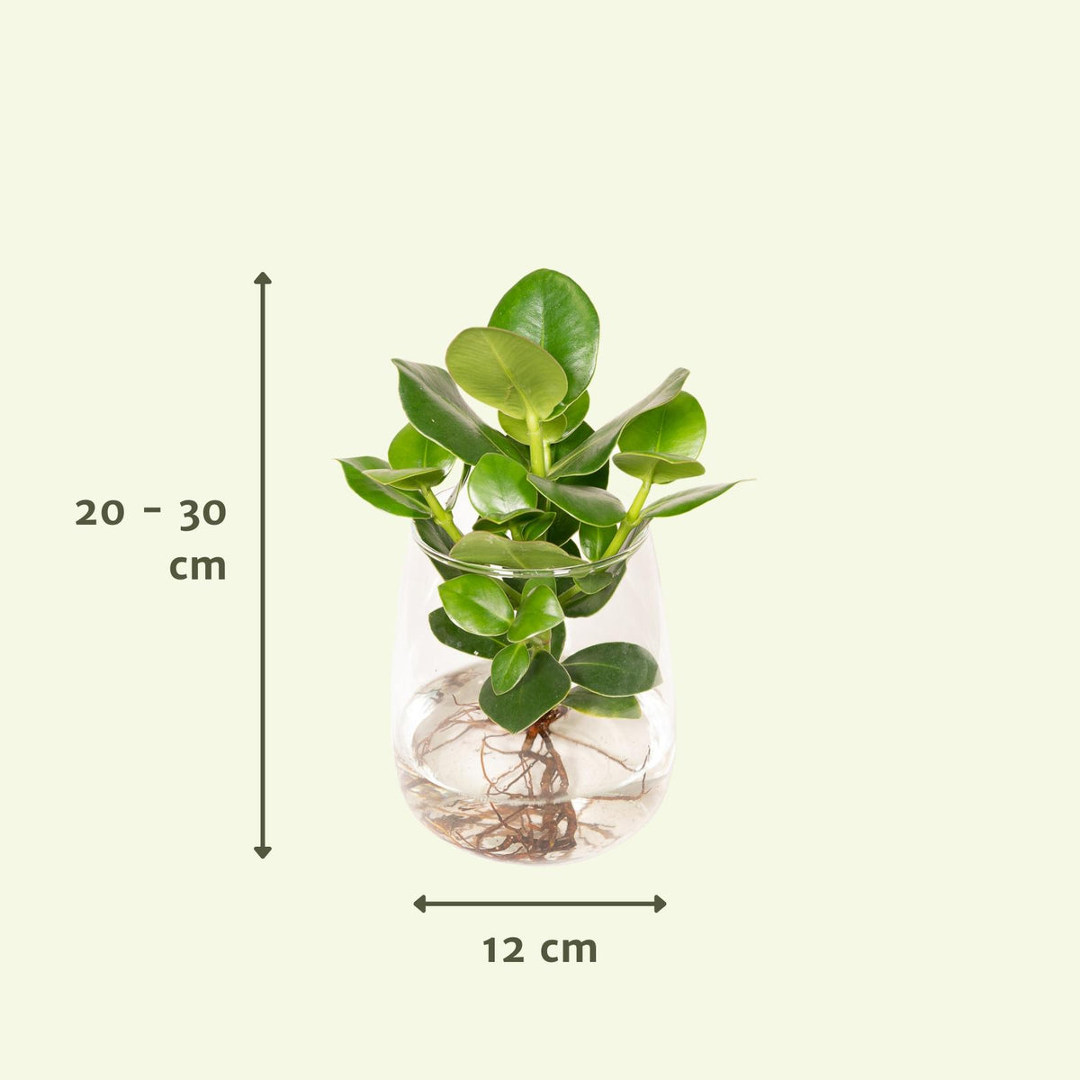 Clusia in Kingston glas - ↨30cm - Ø12cm