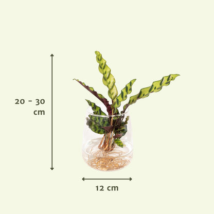 Calathea Insignis in Kingston glas - ↨30cm - Ø12cm