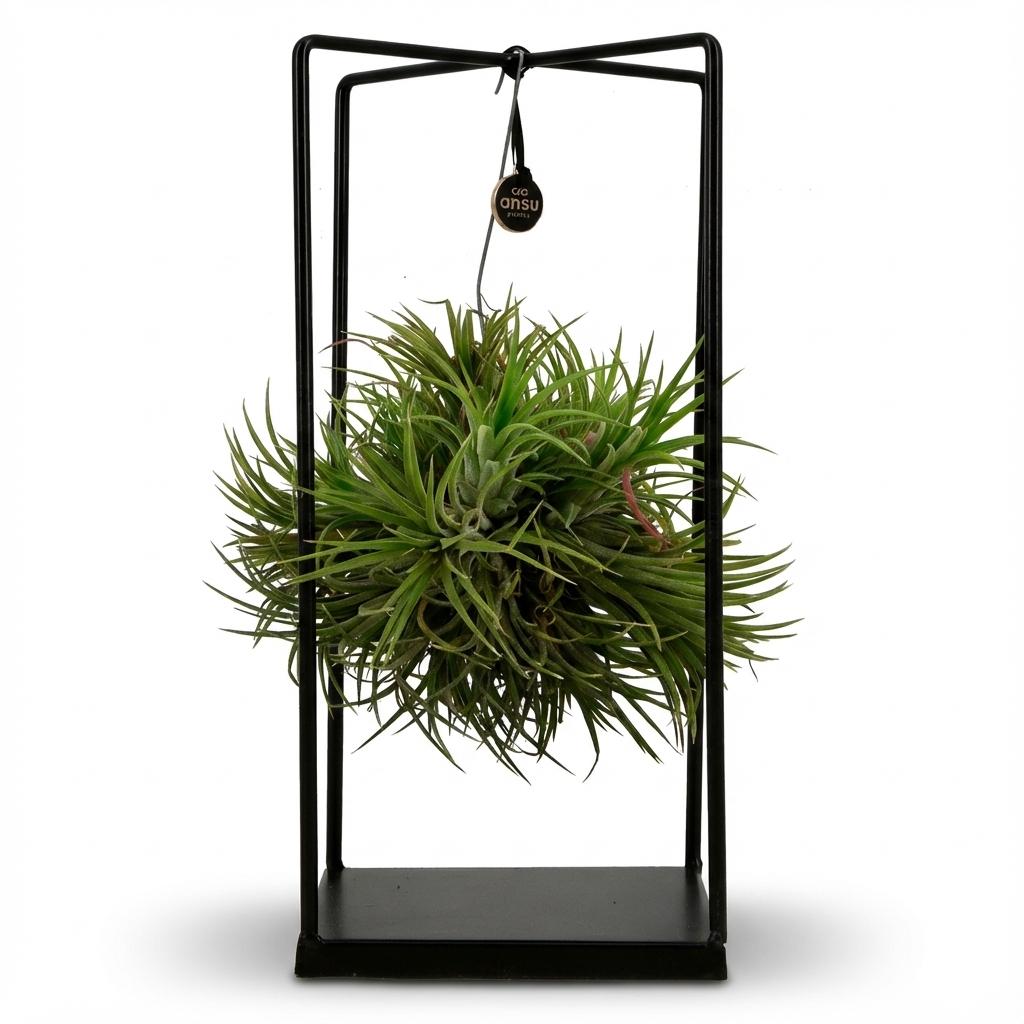 Tillandsia Luchtplant in Decor - ↨37cm - Ø14cm