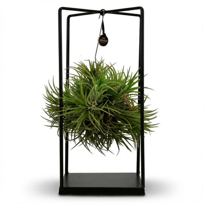 Tillandsia Luchtplant in Decor - ↨37cm - Ø14cm