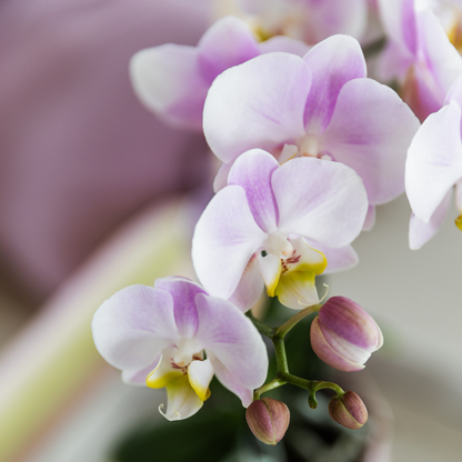 Roze orchidee Portugal + Malaga sierpot roze - Ø9cm