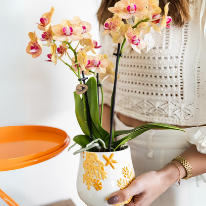 Oranje Phalaenopsis orchidee - Jamaica - Ø9cm