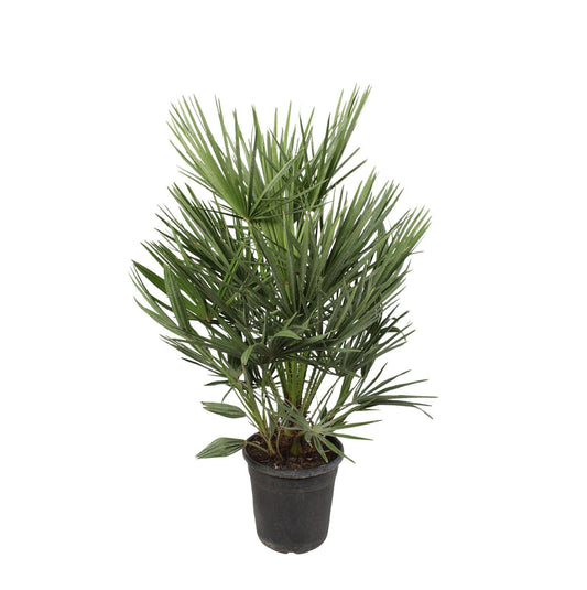 Chamaerops Humilis - Europese dwergpalm - ↨100cm - Ø21cm