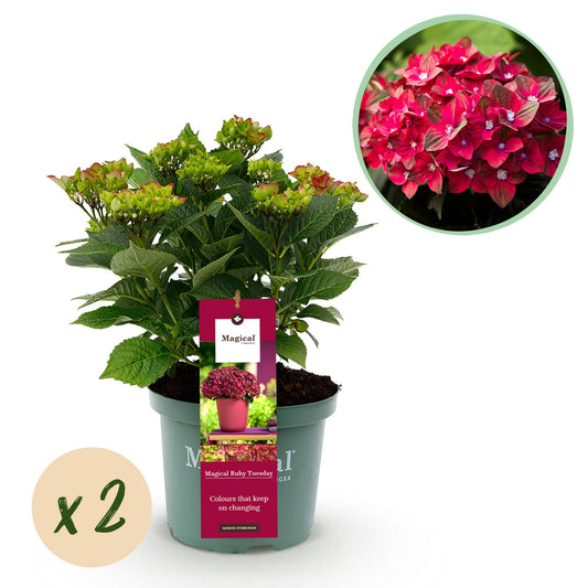 Hydrangea Magical Teusday & Saphire - Hortensia - Rood - 2 Planten - ↨55cm - Ø23cm