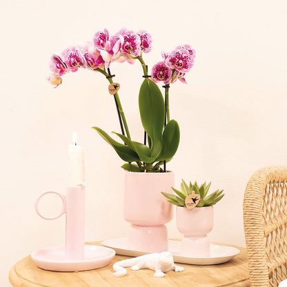 Roze paarse phalaenopsis orchidee - El Salvador - Ø9cm
