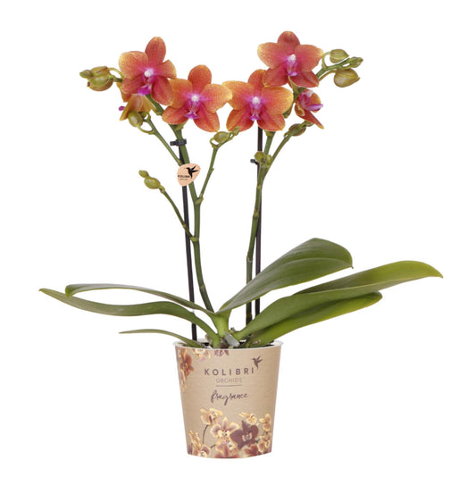 Oranje geurende Phalaenopsis orchidee - Fragrance - Ø9cm