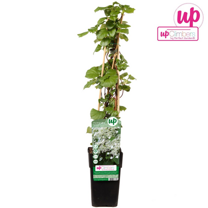 Hydrangea petiolaris - Klimhortensia - ↨65cm - Ø15cm