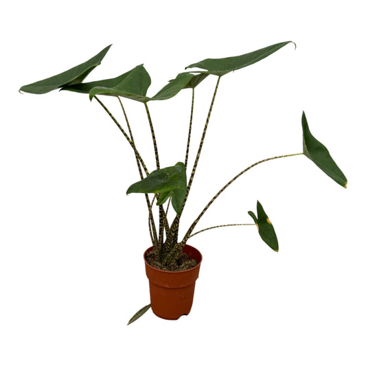 Alocasia Zebrina - ↨80cm - Ø21cm