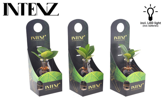 Clusia In Samoa Glas + LED - ↨10cm - Ø5cm
