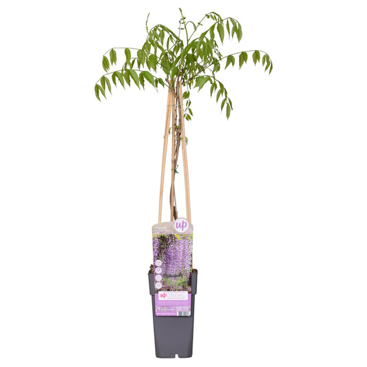Wisteria floribunda 'Naga Noda' - Paarse regen - ↨65cm - Ø15cm