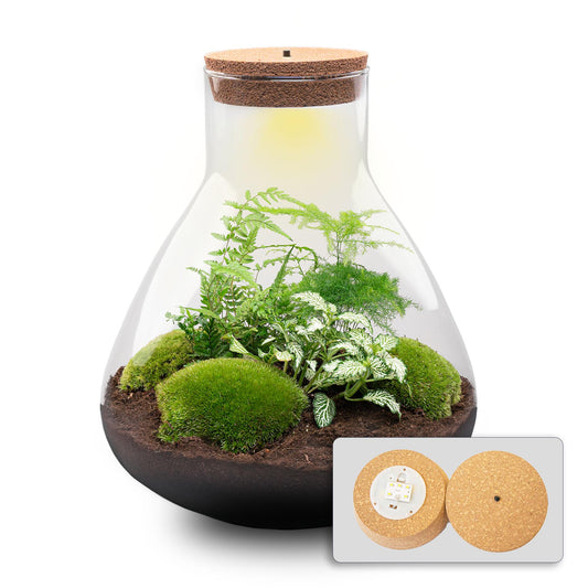 DIY terrarium - Sam XL + LED - ↨35cm