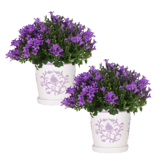 Campanula Addenda Ambella Intense purple incl. Malaga sierpotten - Ø12cm