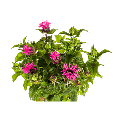 Monarda Didyma Pink - Bergamotplant - ↨45-60cm - Ø19cm