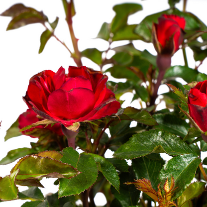 Rosa Zepeti - ↨35-40cm - Ø19cm