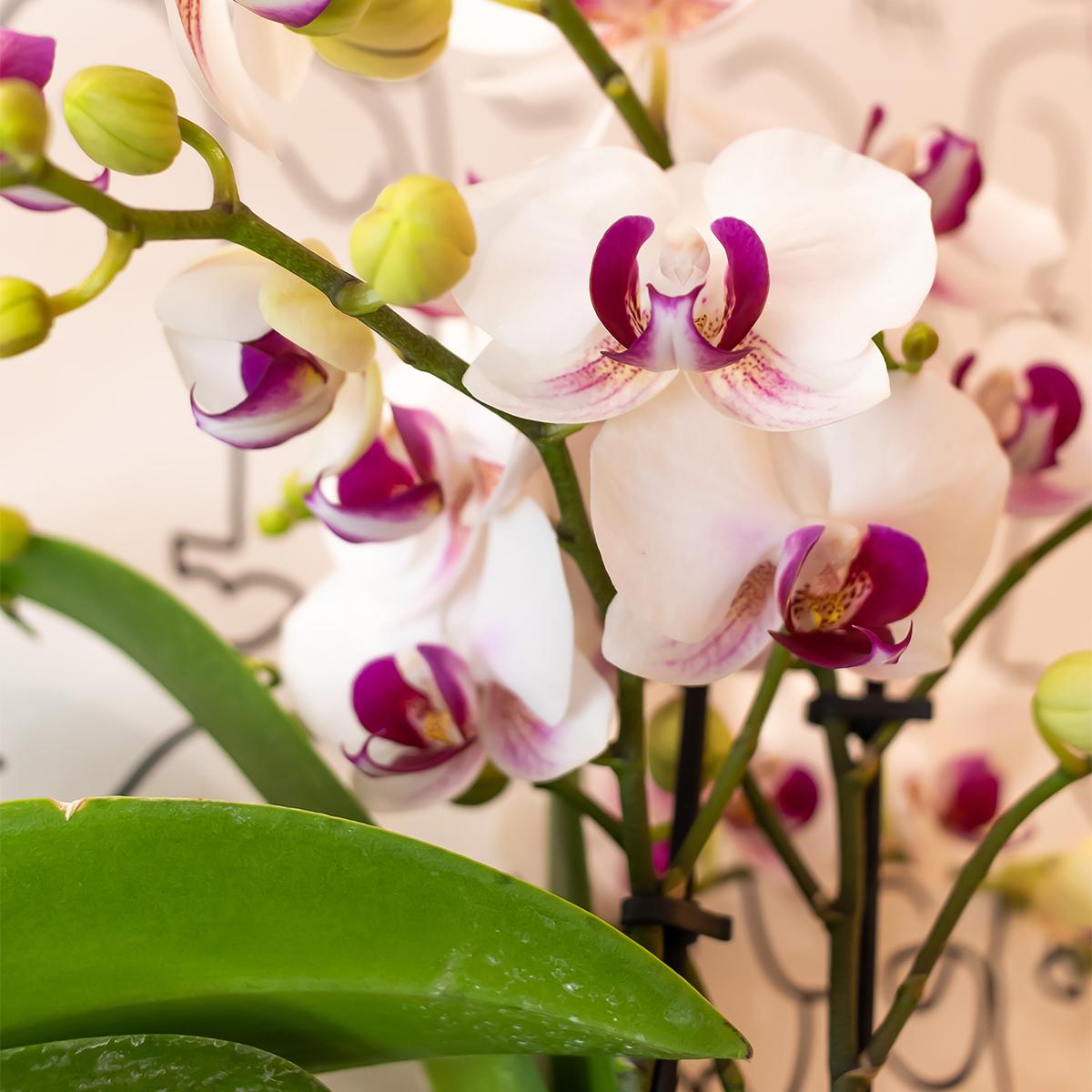 Witte Phalaenopsis orchidee - Mineral Gibraltar - Ø9cm