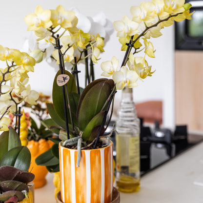 Gele Phalaenopsis orchidee - Mexico - Ø9cm